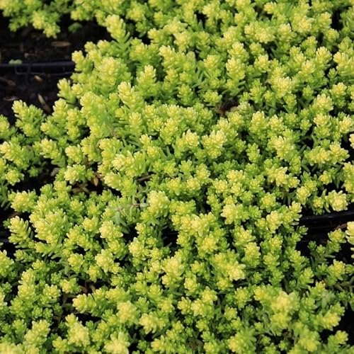 6x Scharfer Mauerpfeffer 'Elegans' - Sedum acre ‘Elegans’ - Kleincontainer 9x9cm