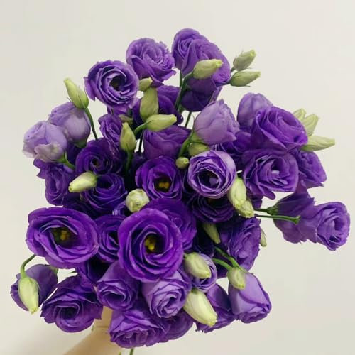 150 pcs Lila Eustoma Samen, Winterhart Lisianthus Eustoma, Blumensamen Gastgeschenk Geschenke Für Gartenliebhaber Balkonpflanzen Winterhart Eustoma russellianum Bienenwiese Saatgut