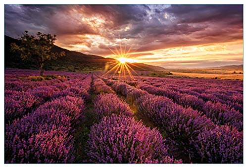 Wallario Küchenrückwand aus Glas 90 x 60 cm, Motiv: Lavendelfeld bei Sonnenuntergang - Sonnenstrahlen | Spritzschutz abwischbar & pflegeleicht