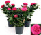 POWERS TO FLOWERS - ROSA DA GIARDINO RAMPICANTE e RIFIORENTE, ROSA LILLA, 3 PIANTE, Piante Vere