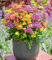 BALDUR Garten Achillea-Mix Milly Rock®,3 Pflanzen
