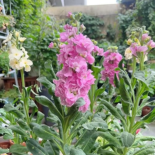 150 pcs veilchen samen - zimmerpflanzen wenig lichtbedarf usambaraveilchen,Matthiola incana,Violette winterharte kübelpflanzen gartenblumen wildblumensamen bienenwiese saatgut bodendecker