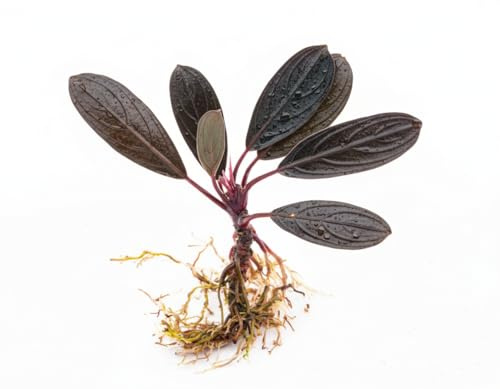 NatureHolic Bucephalandra kishii Dark Achilles - Schwarze Aufsitzerpflanze fürs Aquarium - Langsam wachsende Aquariumpflanze - Edle Bucephalandra deko für Mittelgrund und Hardscape