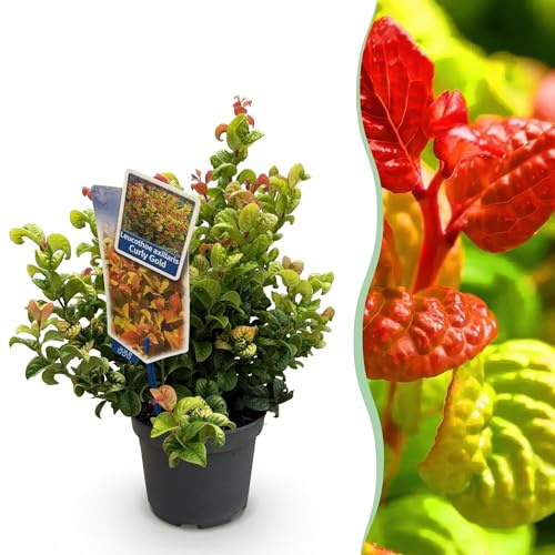 Druvheide Leucothoe Curly guld – Ø 17 cm 40 cm höjd – vintergrön prydnadsbuske med gult blad för trädgård, balkong, terrass och bädd, 1