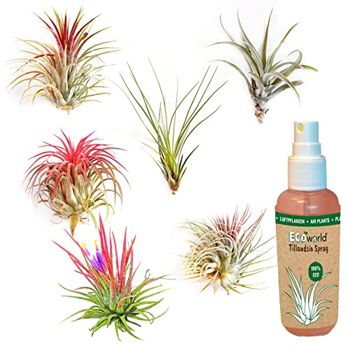vdvelde.com - Ecoworld Tillandsia Luftpflanzen Echt 6er Set + Tillandsien Spray für kräftige und intensiver gefärbte Pflanzen - 6 Stück Tillandsie Deko Pflanze - Pflegeleicht - Aus eigen Gärtnerei