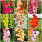 9Stück Gladiolen Zwiebeln Winterhart MehrjäHrig - Hydroponik Seltene Pflanzen Serie - Blumenzwiebeln Mix Blumenmischung Geschenk Gartenpflanzen Bonsai Topf Blumen Garten Balkon Bienenweide