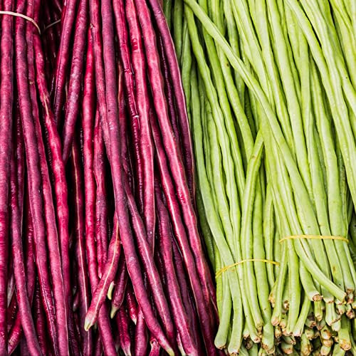 Fagiolo a metro Semi di fagioli di asparagi Fagioli dall'occhio - Vigna Unguiculata - Serie di piante rare - Mix Verdure invernali Semina biologica Semi di erbe da giardino Seme 350 Pezzi