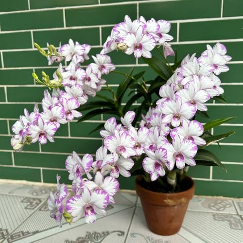 15 pcs dendrobium nobile orchideen samen - blumen balkon bonsai samen biosaatgut kübelpflanzen winterhart deko wohnzimmer bienenweide mehrjährig blüten kräuterbeet samen geschenk