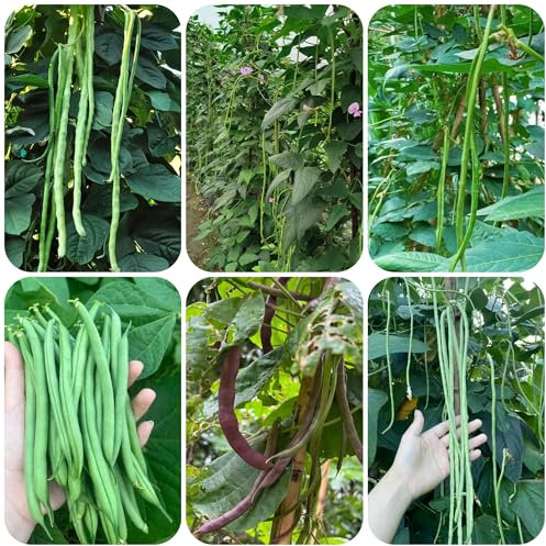 semillas de frijol de mata orgánica semillas de frijol espárrago -Serie de plantas raras- semillas de hortalizas semillas de frijol arbustivo semillas de frijol plantas de oficina 200pcs
