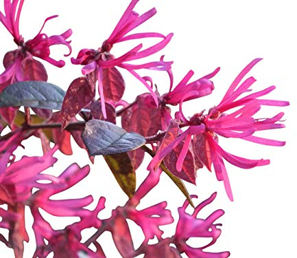 Loropetalum - Chinese Witch Hazel -Large 80cms tall Garden Plant