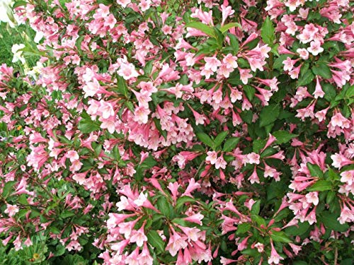 Liebliche Weigelie Weigela florida Pflanze 15-20cm Rosa Weigelie Rarität