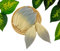 JAKAPAN Skelettblätter, dekorativer zweifarbiger Gummibaum, für Scrapbooking, Basteln, Karten, Hochzeit, kleine Blätter, für Blumensträuße, Dekorationen, Hochzeitsgeschenke. (Silber/Natur)