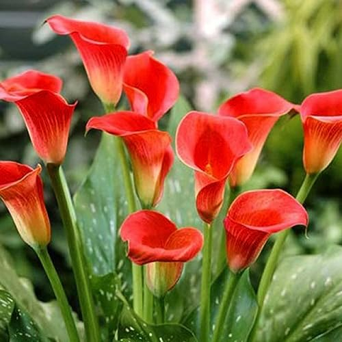 100 Stück Zantedeschia Calla-Liliensamen, Bonsai-Topfpflanzung, Gartenblumen, Dekor für die Gartenbepflanzung Orange Calla-Lilien-Samen