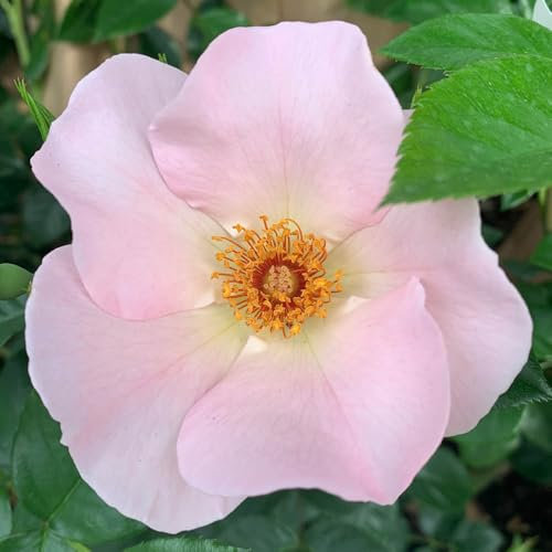 Harkness Roses 'Simple Life' ® Rose, Established Rose in 3 Litre Pot, Ready to Plant Pink Roses, for Pots, Beds, and Borders, Fragrant Flowers