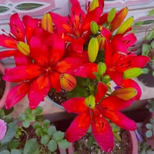 Lily Bulbs - Giant Flower Perennials, Hardy, Professional Garden Planting for Brilliant Displays, Fragrant Blooms-8 Bulbs-I