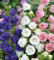 Campanula medium gefüllte Blau, Glockenblume 60 Samen