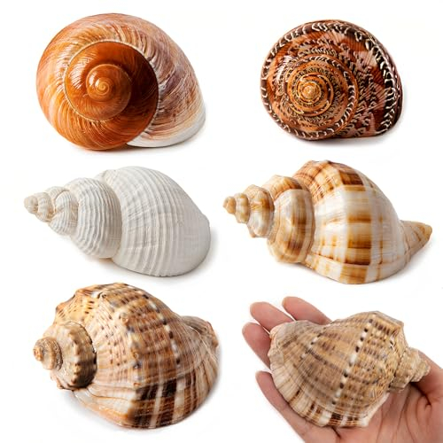 SKOOLOVE 5PCS Große Einsiedlerkrebs Muscheln, Natürliche Meer Muschel Größe 7-10cm, Öffnung Größe 3,8-6,3cm, Turbo Muscheln für Einsiedlerkrebs Zubehör und Strand Dekoration Große Muscheln