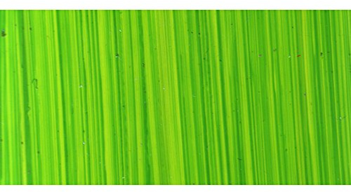 Michael Harding Artist Oil Colors - Bright Green Lake 225ml Tube