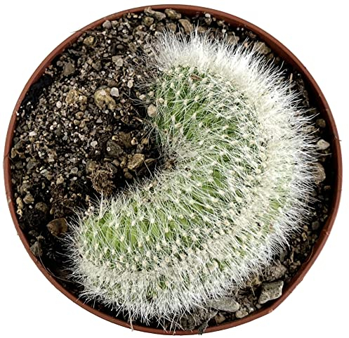 Fangblatt - Cleistocactus strausii f Cristata - außergewöhnlicher Wüstenkaktus Ø 9 cm Topf - pflegeleichte Zimmerpflanze