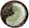Fangblatt - Cleistocactus strausii f Cristata - außergewöhnlicher Wüstenkaktus Ø 9 cm Topf - pflegeleichte Zimmerpflanze