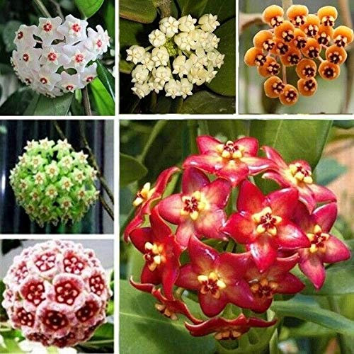 . Rare hoya kerrii bonsai balcony flower hoya kerrii bonsai beautiful garden orchid bonsai -100 pcs: 15: only seeds