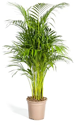 Goldfruchtpalme Dypsis lutescens Areca Solitärpflanze 21cm Topf