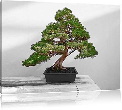 Pixxprint Bonsai Baum auf Holztisch B&W, Größe: 60x40cm, Leinwandbild, fertig gespannt, Wandbild, Dekoration, Kunstdruck, kein Poster