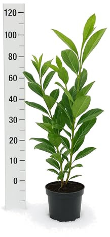 5st. Kirschlorbeer Rotundifolia 120-140cm im Topf XXL Pflanzen Prunus laurocerasus Lorbeer schnellwachsend Kirschlorbeerhecke Heckenpflanzen
