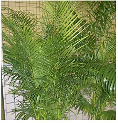 Areca Palme -GOLDFRUCHTPALME- 10 Samen -Schöne Zimmerpflanze-