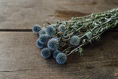 NaDeco Echinops Kugeldistel getrocknet im Bund ca. 60cm Trockenblumen Boho Style gertocknete Diestel Trockenblumenstrauß