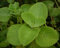 Semillas de planta de perilla marrón 40 piezas