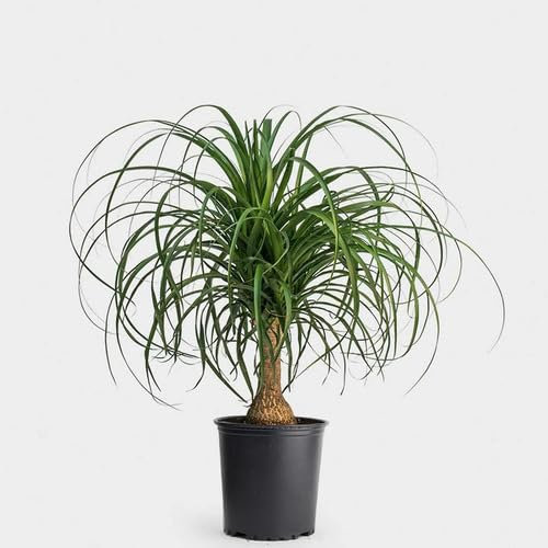 New Fresh 10pcs Green Ponytail Palm Plant Seeds