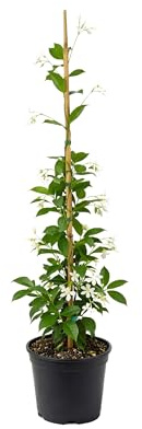 Myoshome - Jazmín Estrellado Planta Natural en Maceta, 120 cm, Trachelospermum jasminoides, Enredadera Exterior con Flores Blancas Aromáticas para Jardín Terraza Balcón, Fácil Cuidado. Jazmin
