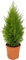 Ciprés California Goldcrest Wilma 45cm Planta Natural Interior y Exterior