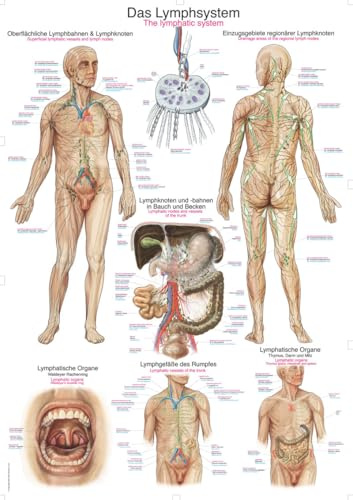 Erler-Zimmer Anatomische Lehrtafel Das Lymphsystem