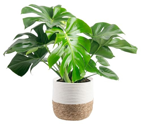 Costa Farms Monstera, Live Indoor Plant, Tropical Plant, Home Decor