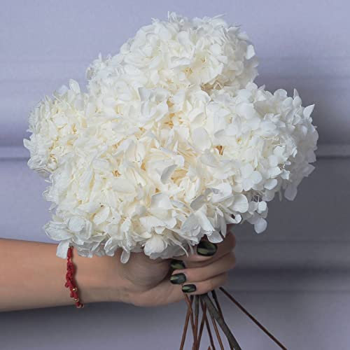 Lot de 5 fleurs d'hortensia blanches séchées préservées – Longueur 35,6 cm, taille de la corolle 7,6 à 10,2 cm, véritables pétales d'hortensias faits à la main pour vase, arrangement de style bohème