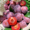 pflaumenbaum kaufen samen - pflaumen samen, pflanzen anzucht, grünpflanzen zimmerpflanzen pflaume baum samen, bio saatgut, alte sorten saatgut, hecken sträucher säulenobstbäume, 30pcs