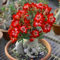 Bulbi di rosa del deserto, Adenium obesum pianta, Rosa del deserto bonsai, Tenacia | Fiori spettacolari, Manutenzione semplice-2 bulbi-f