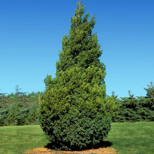80Pcs Green Thuja Tree Seeds