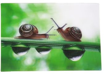 Cornelissen 3D Postkarte mit Schnecken Motiv, Tierdruck, A6, 16 x 11 cm, 3D Holographische Interaktive Grüne, Glatt, 1 Stück