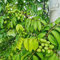 10 pcs olivenbaum kaufen samen wintergemüse saatgut dekopflanzen Olea europaea,olivenbäume gemüsepflanzen balkonpflanzen winterhart balkon gemüse geschenke für gartenliebhaber gemüsesaat