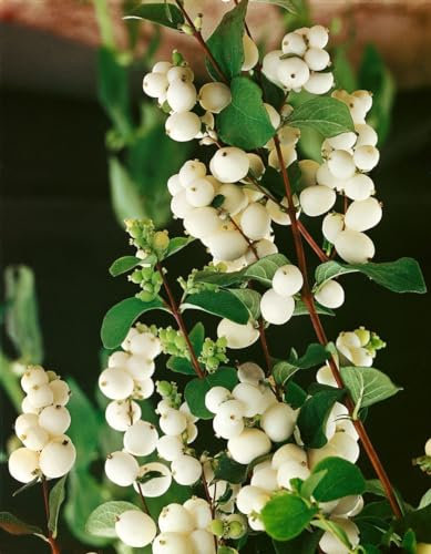 Symphoricarpos albus laevigatus 125-150 cm - Schneebeere, weiße Beeren, Herbstfärbung, ideal für Hecken, pflegeleicht und winterhart