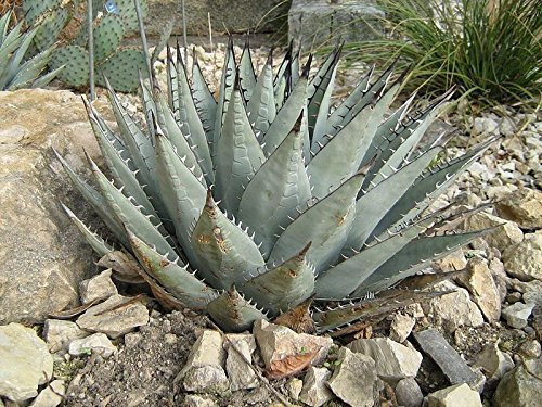 Portal Cool Agave neo Hardy Agave Exotische Samen!