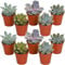 GardenersDream 10 x Mixed Echeveria House Plants - Real Indoor Plants for Desks, Shelves, and Windowsills - Healthy and Lively Air Purifying Plant - Great Gifts for Plant Lovers (5-15 cm)