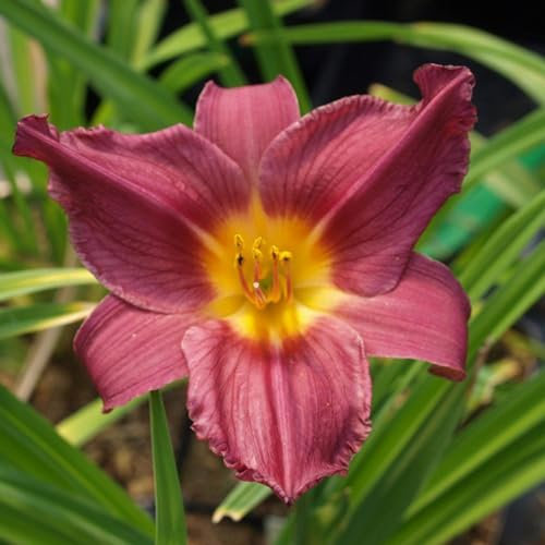 6 x Taglilie 'Summer Wine' - Hemerocallis 'Summer Wine': Weinrot gefärbte Blüten.
