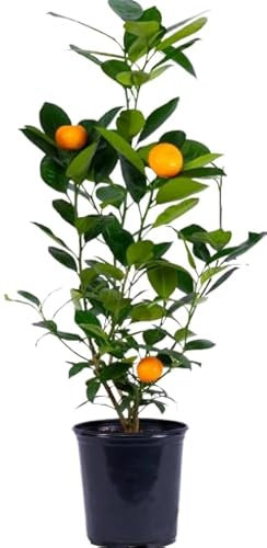 Árbol de Naranjo Natural Disfruta de la Frescura Mediterránea en tu Propio Jardín