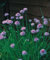 Just Seed - Herb - Chives Medium Leaved - Allium schoenoprasum - 1600 Seeds