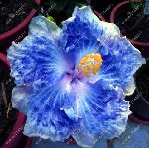Neu 100pcs Hibiskus Blumensamen für schönen Garten blau mix