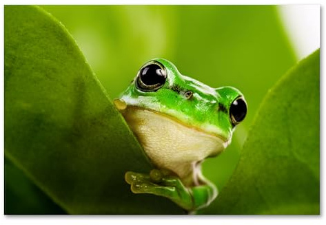 Postereck - 0208 - Laubfrosch, Frosch Amphibie Kröte Tier Natur Grün - Wandposter Fotoposter Bilder Wandbild Wandbilder - Leinwand - 60,0 cm x 40,0 cm